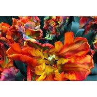 Tulip 'Rasta Parrot' Flowering Bulbs - Exotic Parrot Tulip, 50cm Tall, Hardy Perennial