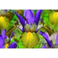 Iris 'Picasso' Flowering Bulbs - Summer-Flowering Perennial, Up to 20 Pack