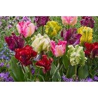 Tulip 'Tropical Parrot' Bulbs - Exotic Flowering Spring Bulbs (16 or 32 Pack)