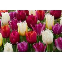 Tulip Crispa Flowering Bulbs - Fringed Spring Blooms, 40cm, Mixed Colours