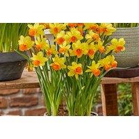 Daffodil Maria Geertruida Bulbs - Flowering Spring Perennial