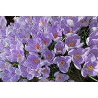 Crocus Vanguard Flowering Bulbs - Early Spring Perennial, 8/9cm Size