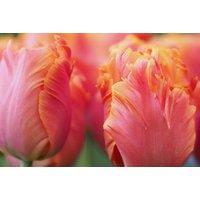 Tulip 'Amazing Parrot' Flowering Bulbs - Exotic Spring Blooms, 40cm Height
