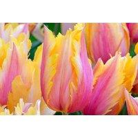 Tulip 'Flaming Memory' Flowering Bulbs - Late-Spring Rose-Pink Blooms