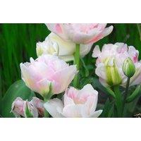 Tulip Super Scented Collection - Flowering Bulb Mix, 32 Bulbs