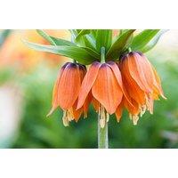 Fritillaria imperialis 'Orange Beauty' Flowering Bulbs - Striking Spring Perennial