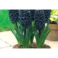 Hyacinth Midnight Mystic Bulbs - Unique Black Flowering Perennial, Up to 16 Bulbs