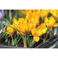 Crocus Yellow Mammoth Bulbs - Award-Winning Spring Flowering Perennial