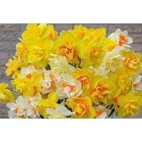 Daffodil Double Classic Mix Bulbs - Multi-Flowered Spring Perennial