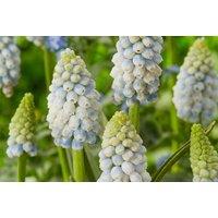 Muscari 'Alaska' Flowering Bulbs - White & Blue Spring Hyacinths, 16 Pack