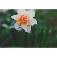 Double Flowering Daffodil Bulbs - Hardy Spring Perennial, Up to 40 Pack