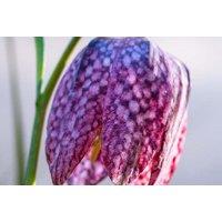 Fritillaria Spring Bells Flowering Bulbs - Perennial, 30cm, Spring Blooms