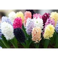 Mixed Scented Hyacinth Flowering Bulbs - Fragrant Spring Blooms