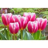 Tulip 'Angels Share' Flowering Bulbs - Mid-Season, Rose-Coloured Blooms