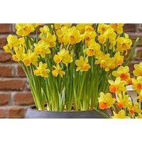 Daffodil Adriana Geertruida Bulbs - Classic Yellow Spring Flowering