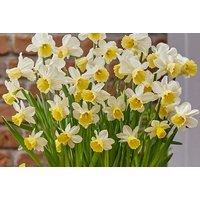 Daffodil 'Josina Elisabeth' Bulbs - Miniature Spring Flowering, 20cm