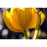 Tulip 'Sunspot' Flowering Bulbs - Double Yellow, 8 or 16 Pack