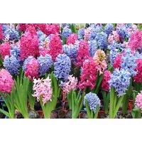 Mixed Hyacinth Bulbs - Fragrant Spring Flowering, Compact Hardy Perennial