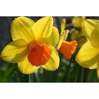 Daffodil Jetfire Bulbs - Spring Flowering, Compact Narcissus (25 or 50 Pack)