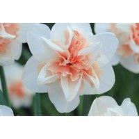 Daffodil Replete Bulbs - Double Flowering Spring Perennial (10 or 20 Pack)