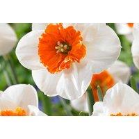 Daffodil 'Bella Vista' Bulbs - Flowering Spring Perennial, 10/20/40 Pack
