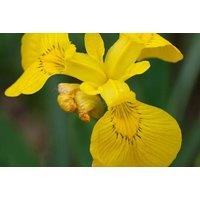 Iris Dwarf Danfordiae Bulbs - Fragrant Spring Flowering Perennial (50 or 100 Pack)