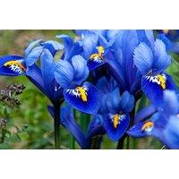 Dwarf Iris Harmony Flowering Bulbs - Compact, Fragrant Early Spring Perennial