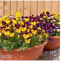 Viola Pot Pourri Mixed Plug Plants - Hardy, Colourful Bedding