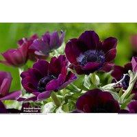 Anemone 'Meron Bordeaux' Flowering Bulbs - Dramatic Spring Perennial, 10 or 20 Pack