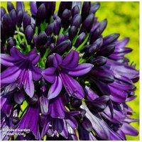 Agapanthus Black Jack - Award-Winning Perennial, Deep Purple Blooms