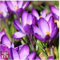 Crocus Ruby Giant Bulbs - Early Flowering, Pollinator-Friendly Perennial