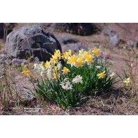 Daffodil Rockgarden Bulbs - Miniature Spring Flowering Bulbs (30 or 60 Pack)