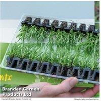 30 Mixed Perennial Plug Plants - Colourful Flowering Varieties