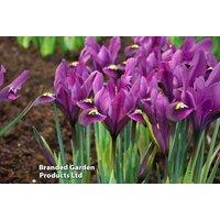 Dwarf Iris 'Purple Hill' Bulbs - Early Spring Flowering Perennial