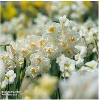 White Daffodil Bulbs Mix - Spring Flowering, 35cm, Elegant Blooms
