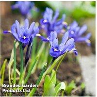 Dwarf Iris Reticulata Bulbs - Flowering Perennial, Lilac & Purple, 15cm