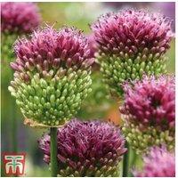 Allium Sphaerocephalon Flowering Bulbs - Perennial, 90cm Tall