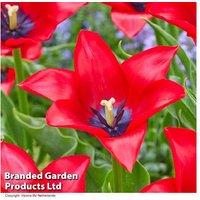 Tulip 'Invitation' Bulbs - Flowering Perennial, Scarlet Blooms, 8 or 16 Pack