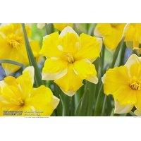Daffodil Banana Daiquiri Bulbs - Split Corona, Spring Flowering, 40cm Tall