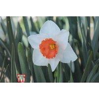 Daffodil Decoy Red Bulbs - Flowering Spring Perennial, 10 or 20 Pack