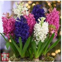 Hyacinth Pagoda Flowering Bulbs - 25 or 50 Pack, Spring Scented Perennial