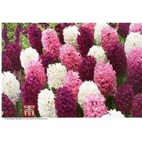 Hyacinth 'Pretty in Pink' Flowering Bulbs - Spring Perennial, Fragrant, 20cm Tall