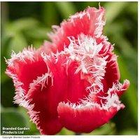 Tulip 'New Santa' Bulbs - Festive Fringed Flowering Perennial, 30cm