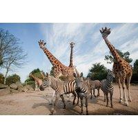 PRICE DROP! Belfast Zoo Day Ticket for Adult, Child or Valid 7 Days - School Holiday Availability -- BLACK FRIDAY DEAL