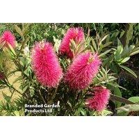 Callistemon Amarette Evergreen Flowering Shrub - 1 or 2 Plants, 90-120cm