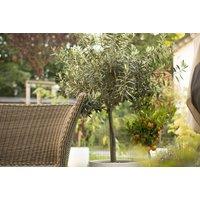 Evergreen Olive Standard Trees with Optional Patio Pots - 1 or 2 Pack