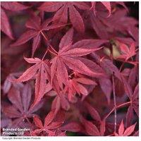 Japanese Maple (Acer palmatum) - 2 or 4 Plants with Optional Patio Pots