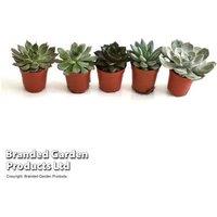 Mini Echeveria Mixed Succulent Collection - Compact Houseplants, 6/12/18 Pack