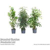 Large Ficus Houseplant Mix - Air-Purifying Indoor Trees, 17cm Pots