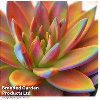 Echeveria 'Miranda Chameleon' - Metallic Succulent, Compact Houseplant